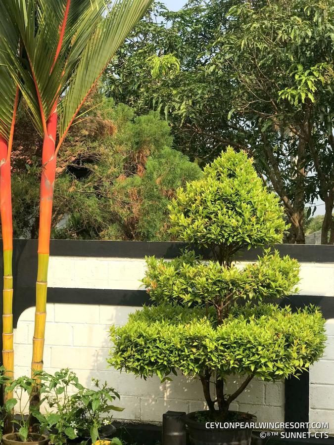 Ceylon Pearlwing Resort Negombo Exterior foto